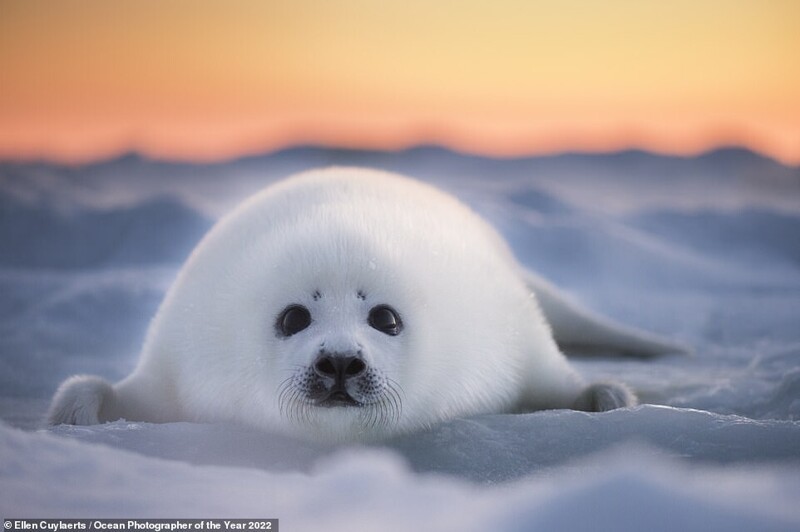 Победители фотоконкурса Ocean Photographer of the Year 2022