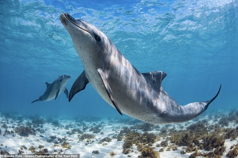 Победители фотоконкурса Ocean Photographer of the Year 2022