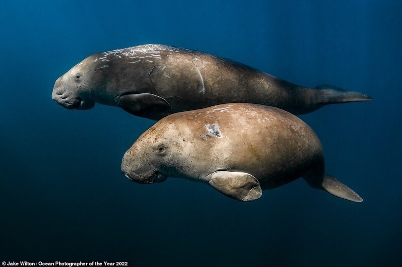 Победители фотоконкурса Ocean Photographer of the Year 2022