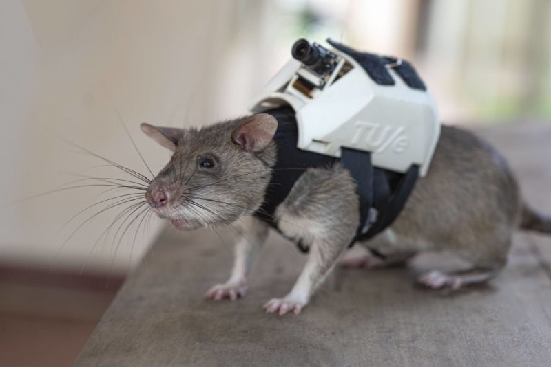 Крыс-спасателей тренируют в США искать людей