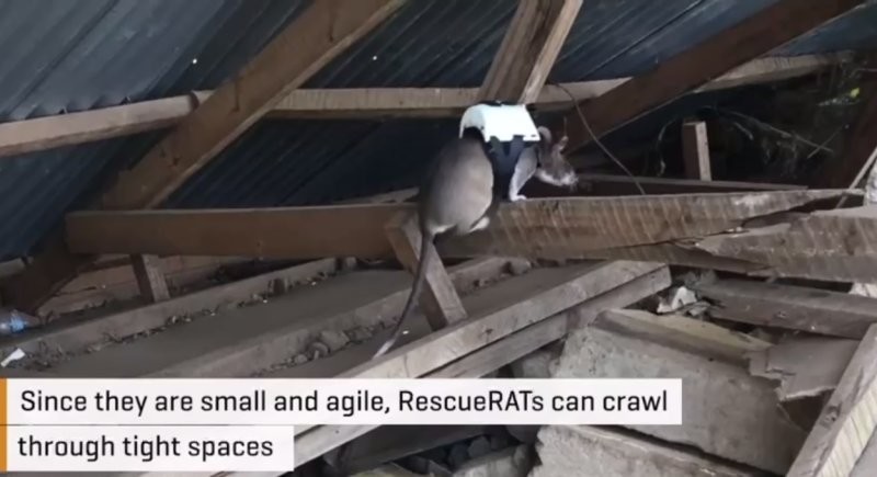 Крыс-спасателей тренируют в США искать людей