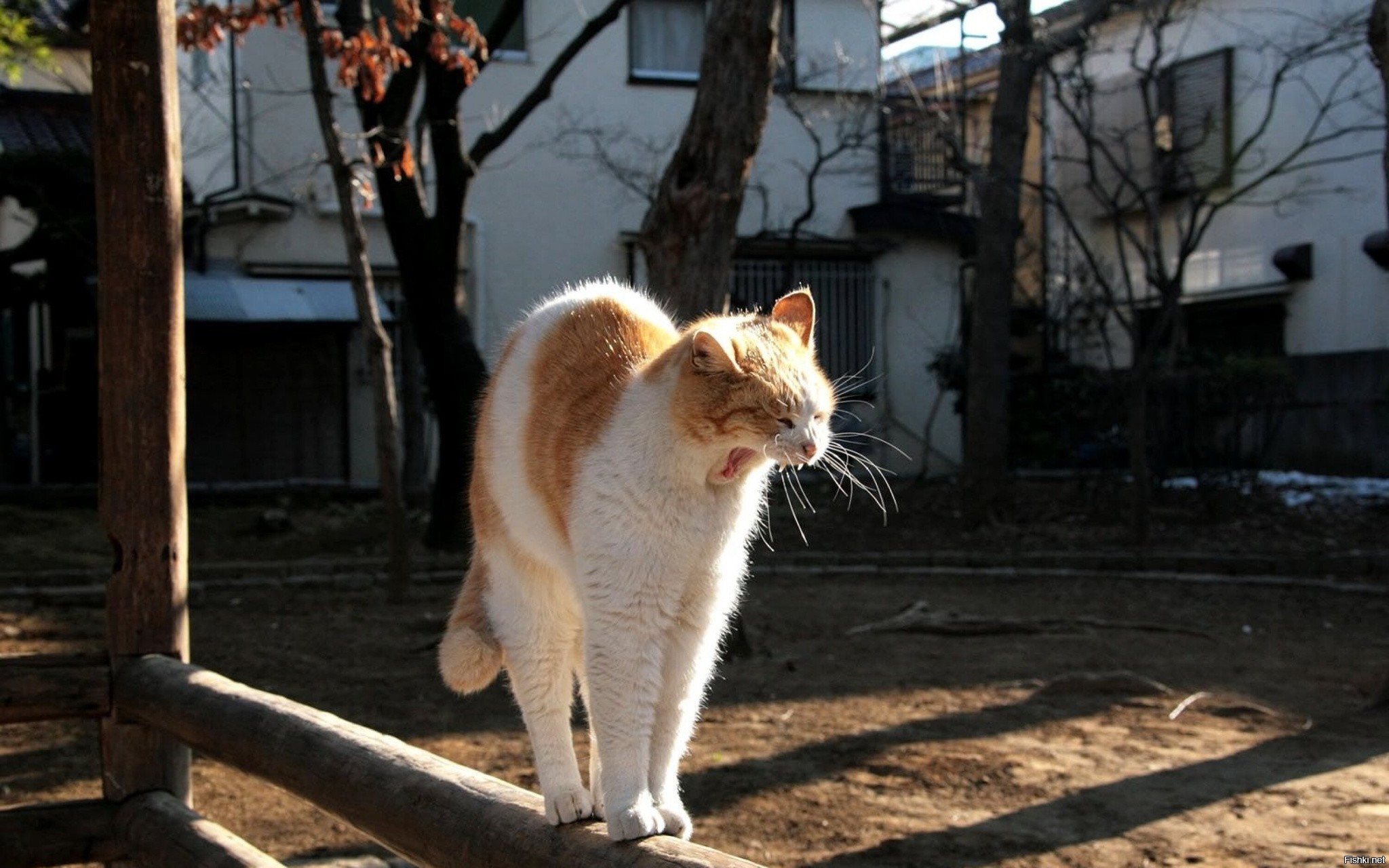 Показать где кот. Кот. Коты потягиваются. Кот Весна. Кошка потягушки.