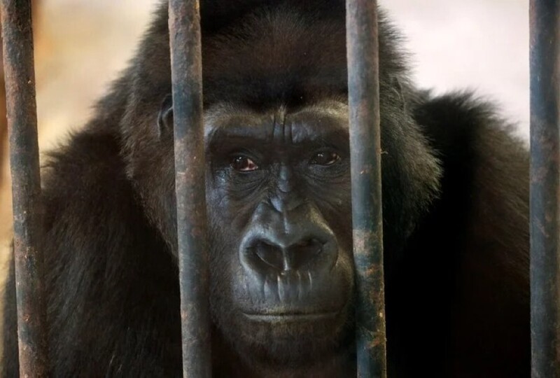 Самая грустная в мире горилла 33 года живёт в ужасных условиях