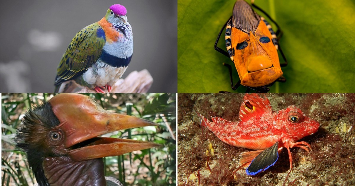 Удивительная фауна: животные, способные удивить своей чудной внешностью или умениями