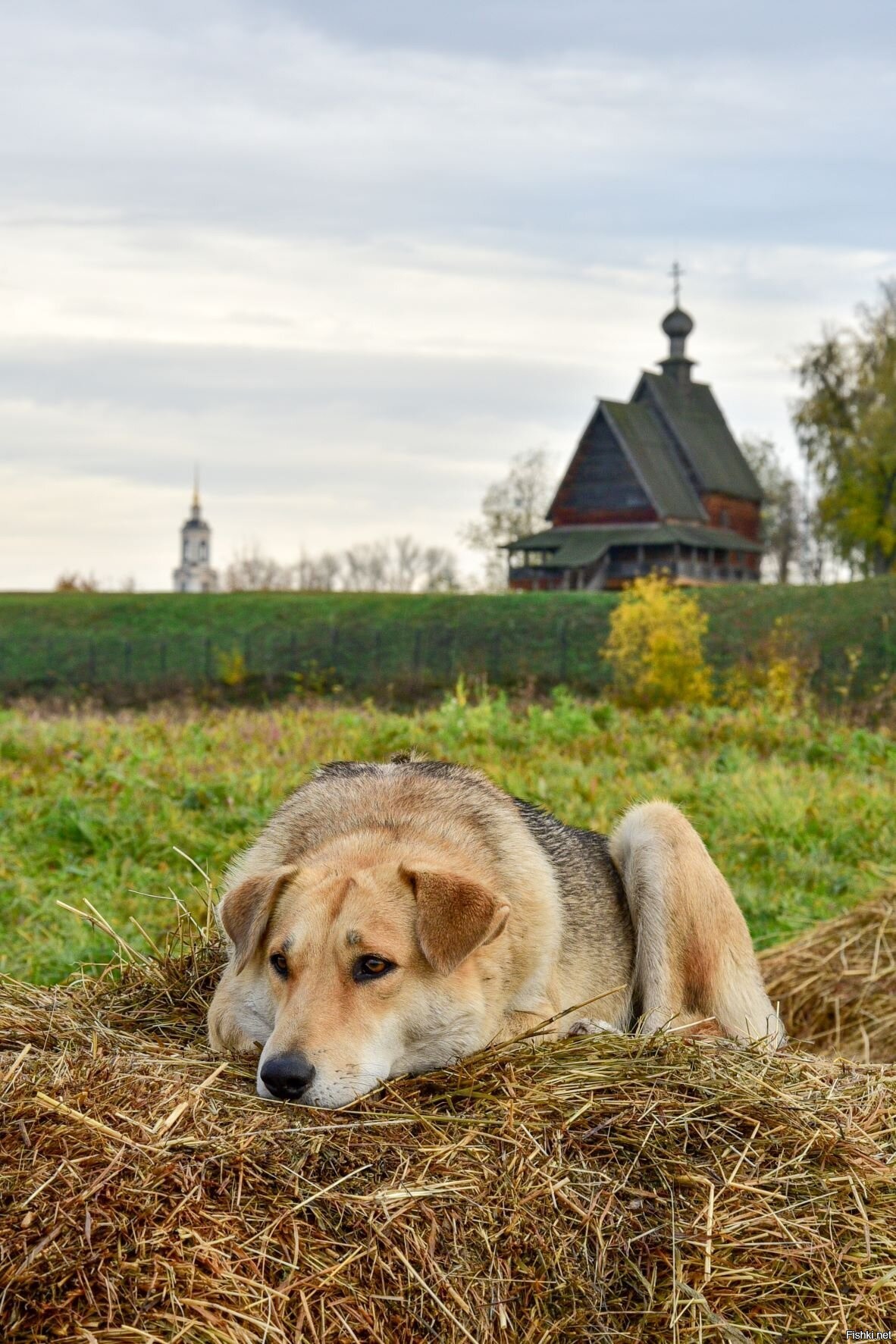 Собака на сене фото