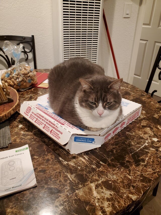 Положила пиццу на стол и на минутку вышла