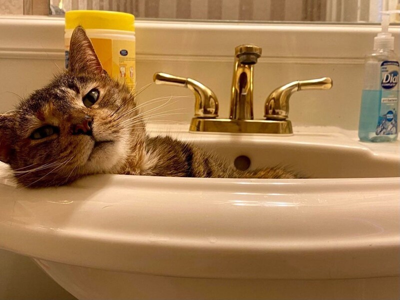 Каждый хозяин котика обязательно мыл руки на кухне