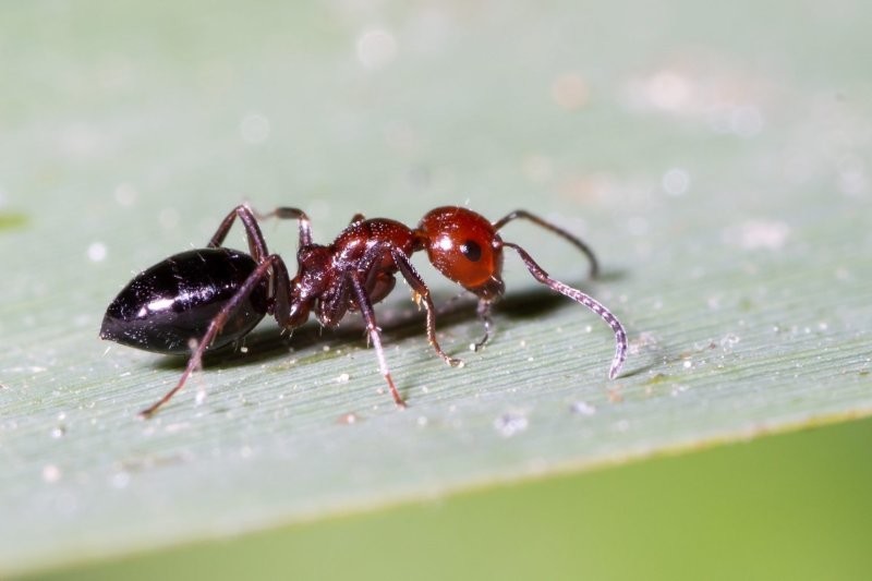 Чем кормить муравьев в домашних условиях?
