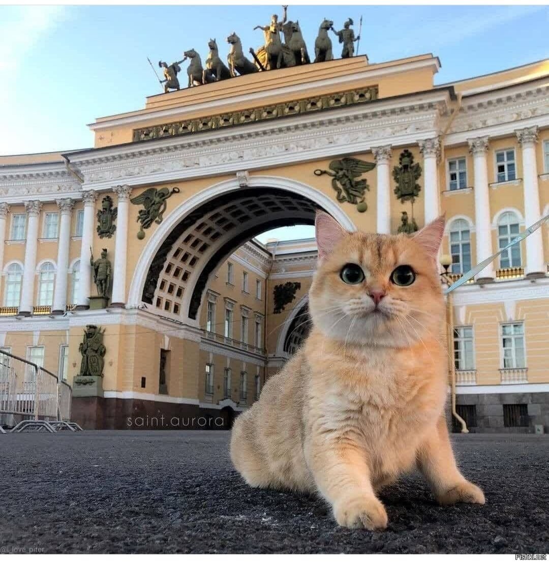 Кот спб. Эрмитажные коты Санкт-Петербург. Коты Эрмитажа. Эрмики коты Эрмитажа. Коты Питера Эрмитаж.