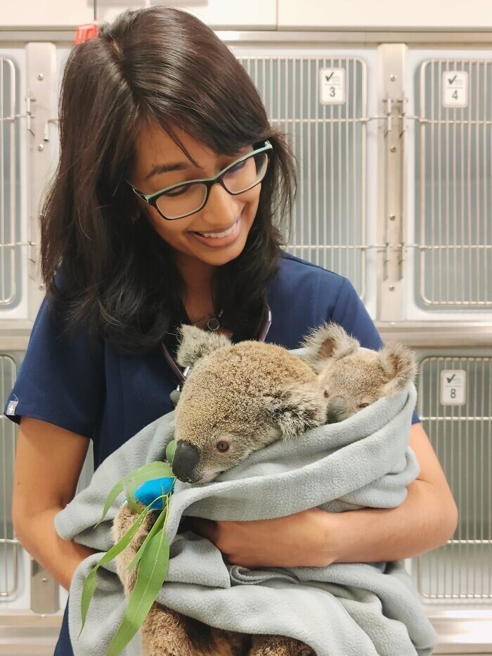 "Когда к нам привезли раненую коалу, я неожиданно заметила, что она кормящая. Потребовался целый день, но мы смогли найти и воссоединить ее с ребенком"