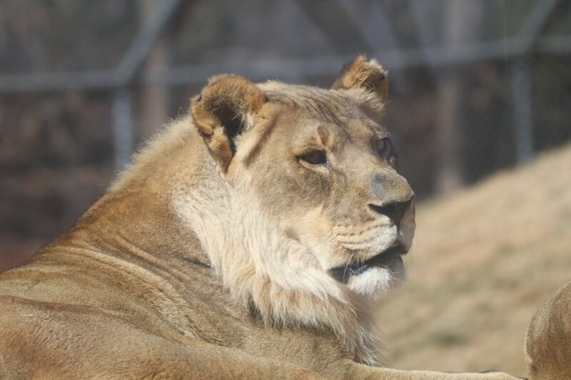 Ветеринары в недоумении: львица в зоопарке отрастила себе бороду