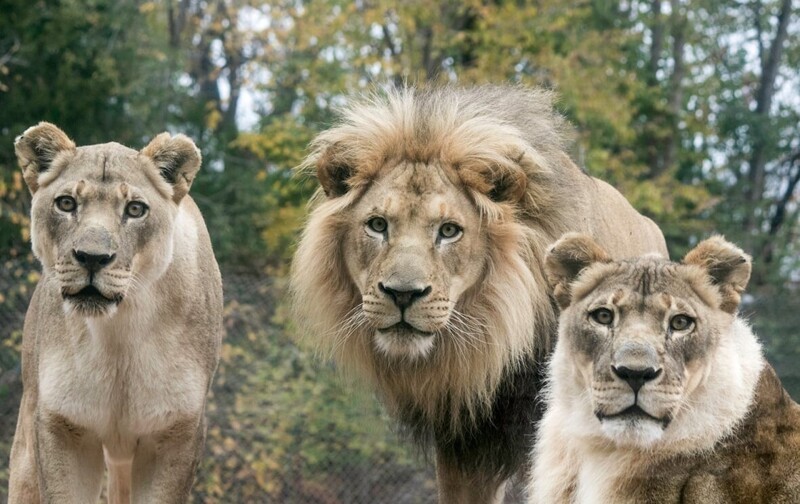 Бриджит (справа) с львицей Тией (слева) и львом Хьюбертом (в центре), зоопарк Оклахома-Сити