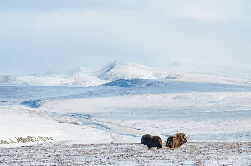 Остров Врангеля — арктический заповедник России, сопоставимый по размерам с небольшой страной