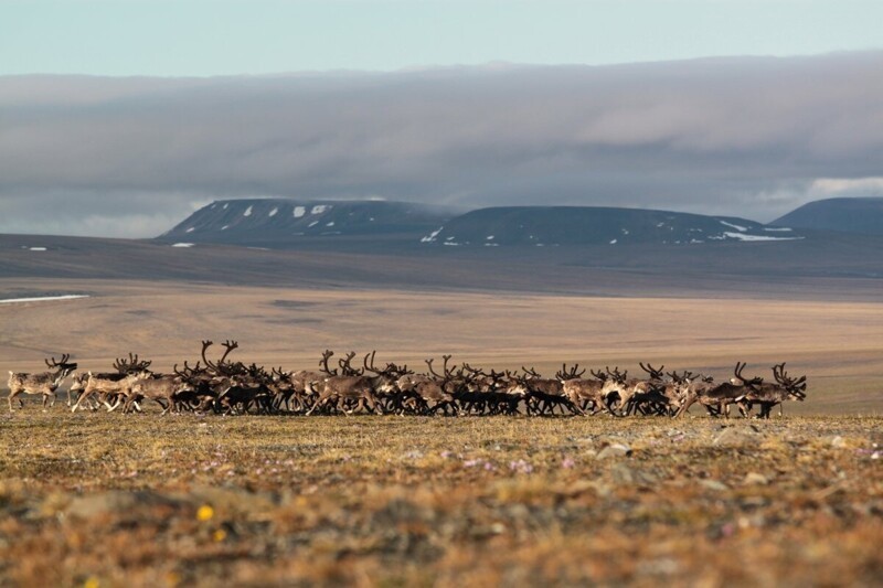Остров Врангеля — арктический заповедник России, сопоставимый по размерам с небольшой страной