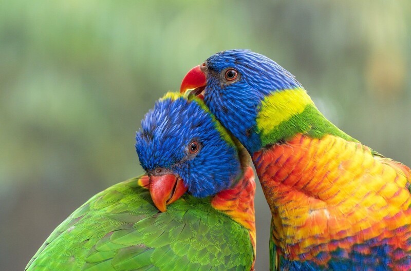 Тысячи попугаев в Австралии падают без движения