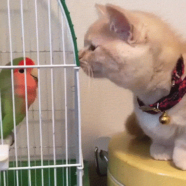 Не суй свой нос