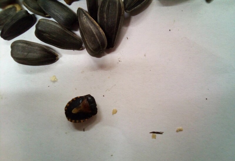 Акционные жуки со вкусом семечек