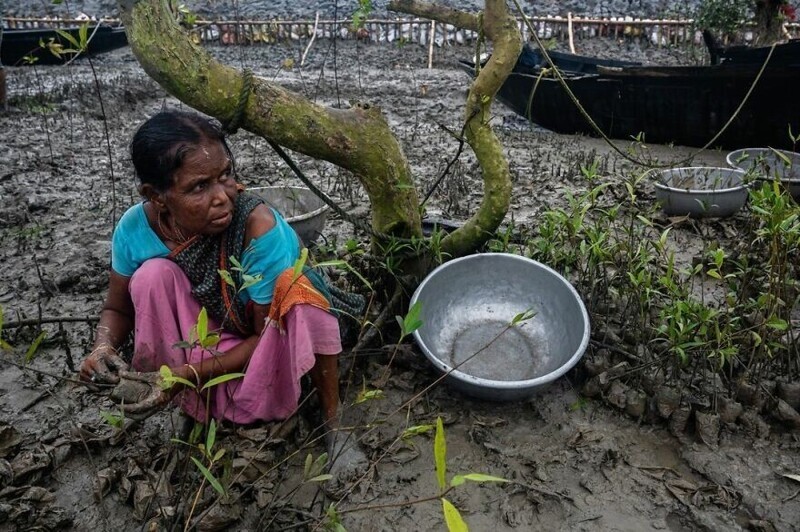 Местная женщина сажает саженцы мангров - Санхадип Банерджи, Индия
