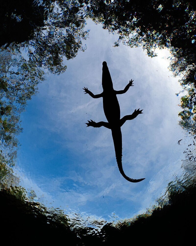 Летающий крокодил - Альваро Эрреро Лопес-Блетран, Мексика