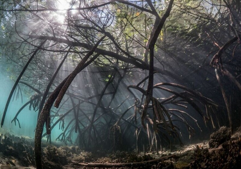 Подводный лес — Марсело Йохан Огата, Индонезия