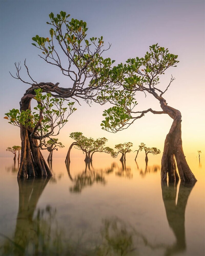 Победитель в категории "Пейзажи мангровых лесов". Танцующие деревья валакири, автор - Лоик Дюпюи, Индонезия