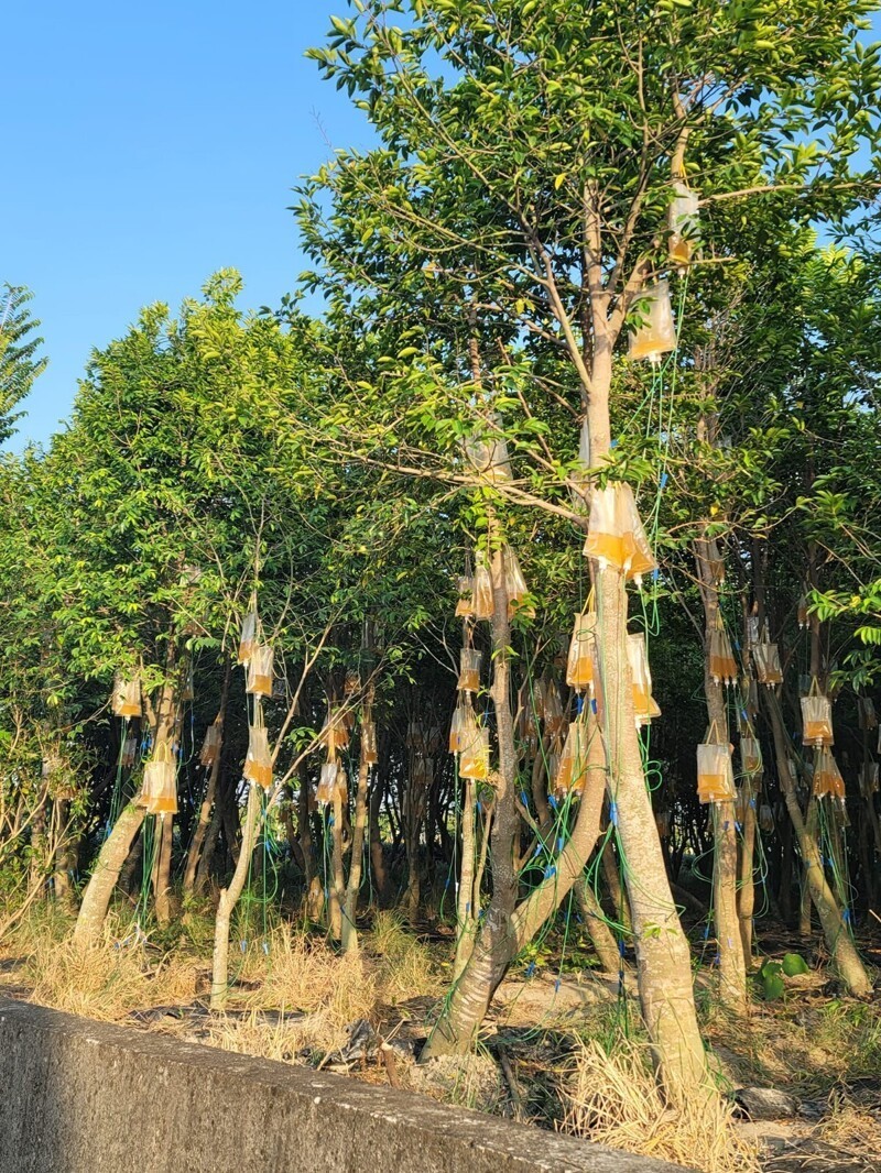 В Азии деревья увешаны капельницами