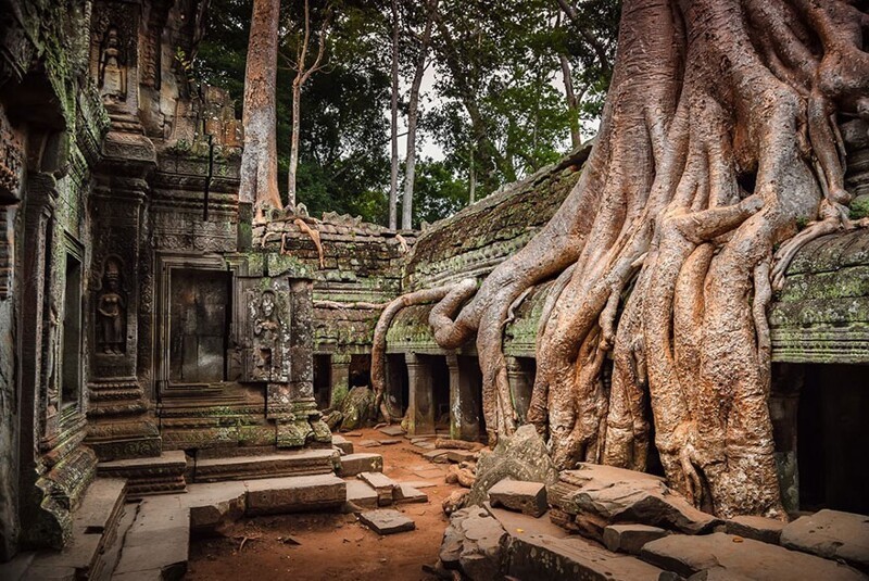 Деревья захватывают древние постройки в Ангкоре, Камбоджа