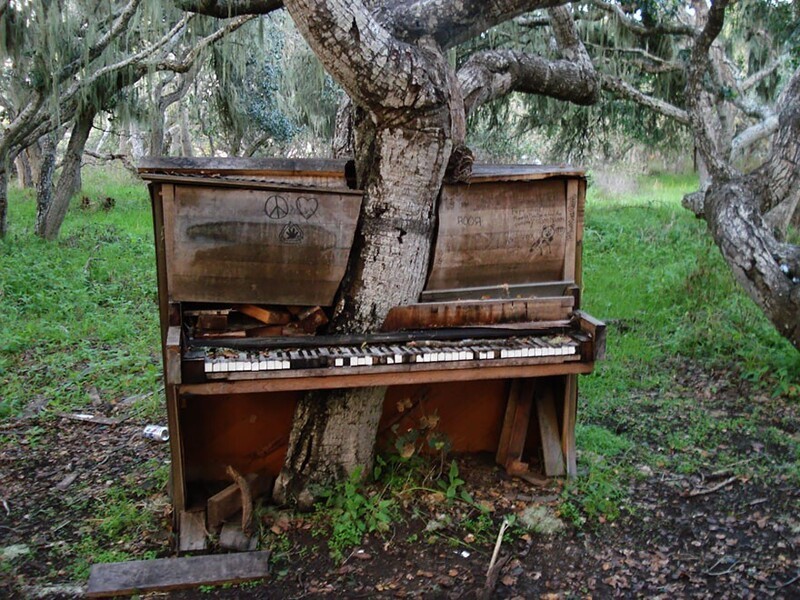 Дерево проросло сквозь старое пианино, Калифорния, США