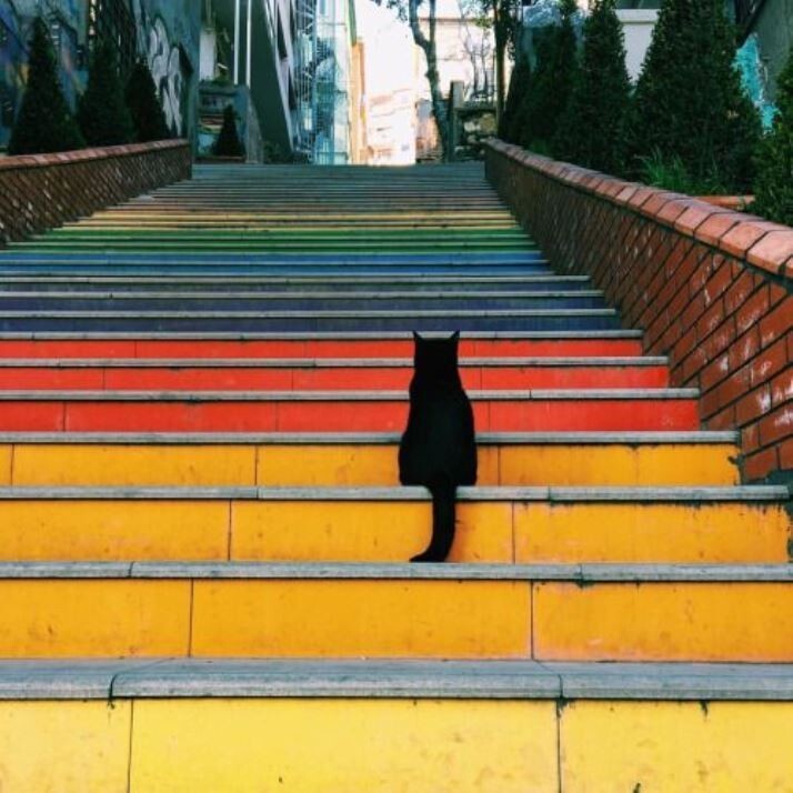 Когда на лестницу уселся кот, то фото сразу превратилось в произведение искусства
