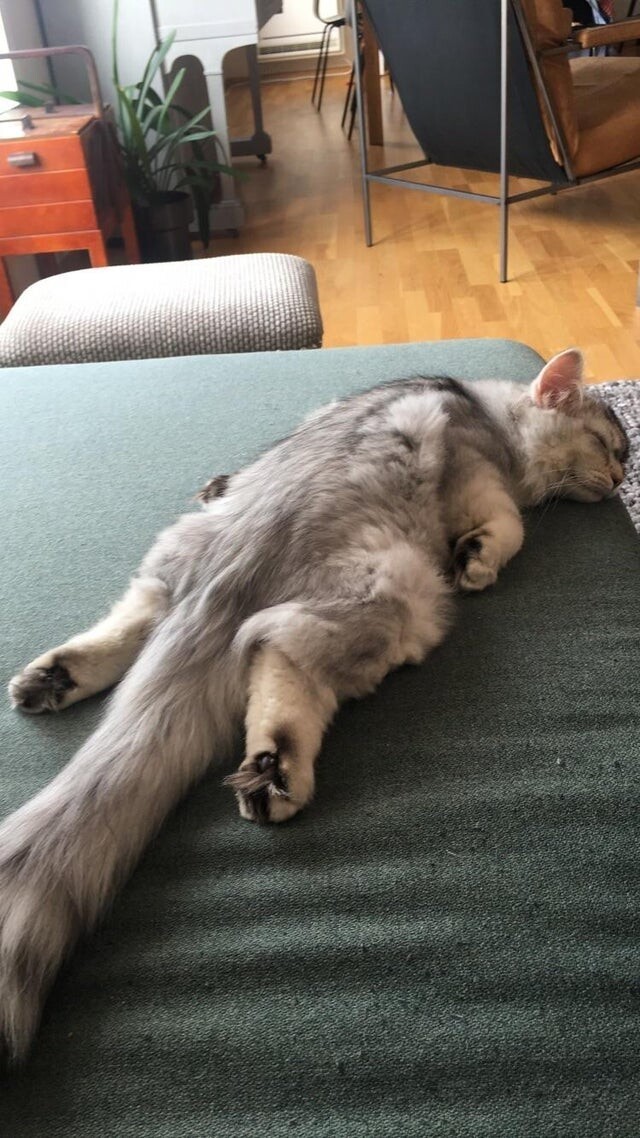 Устал прилег. Уставший кот. Усталость животные. Спать без задних ног.