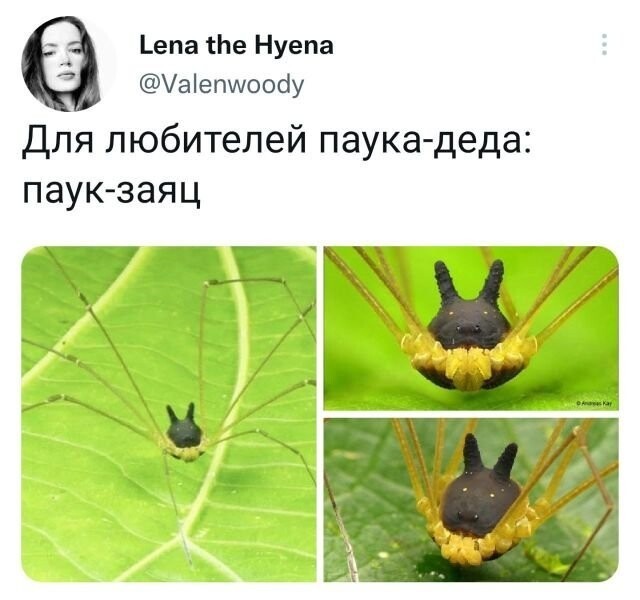 Скрины из соцсетей