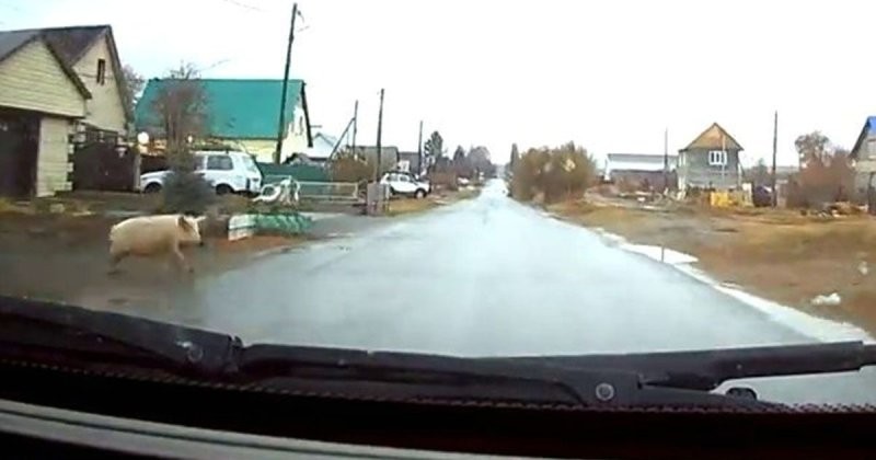 Свинская подстава: в Оренбургской области водитель сбил выбежавшего на дорогу поросёнка