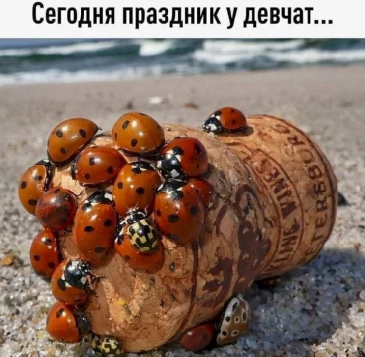 Йожика картинки. Выпуск 237