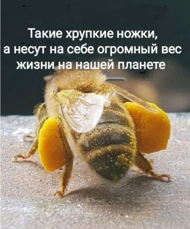 Йожика картинки. Выпуск 237
