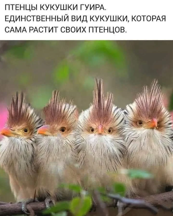 Йожика картинки. Выпуск 237