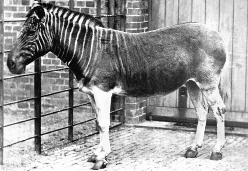 Одна из редчайших фотографий живой квагги (подвид бурчелловой зебры). Они обитали в ЮАР в конце XIX века