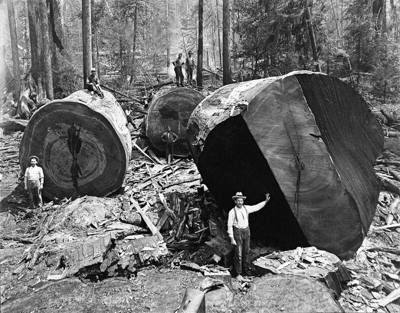 Калифорнийские лесорубы трудятся в секвойных лесах в начале XX века