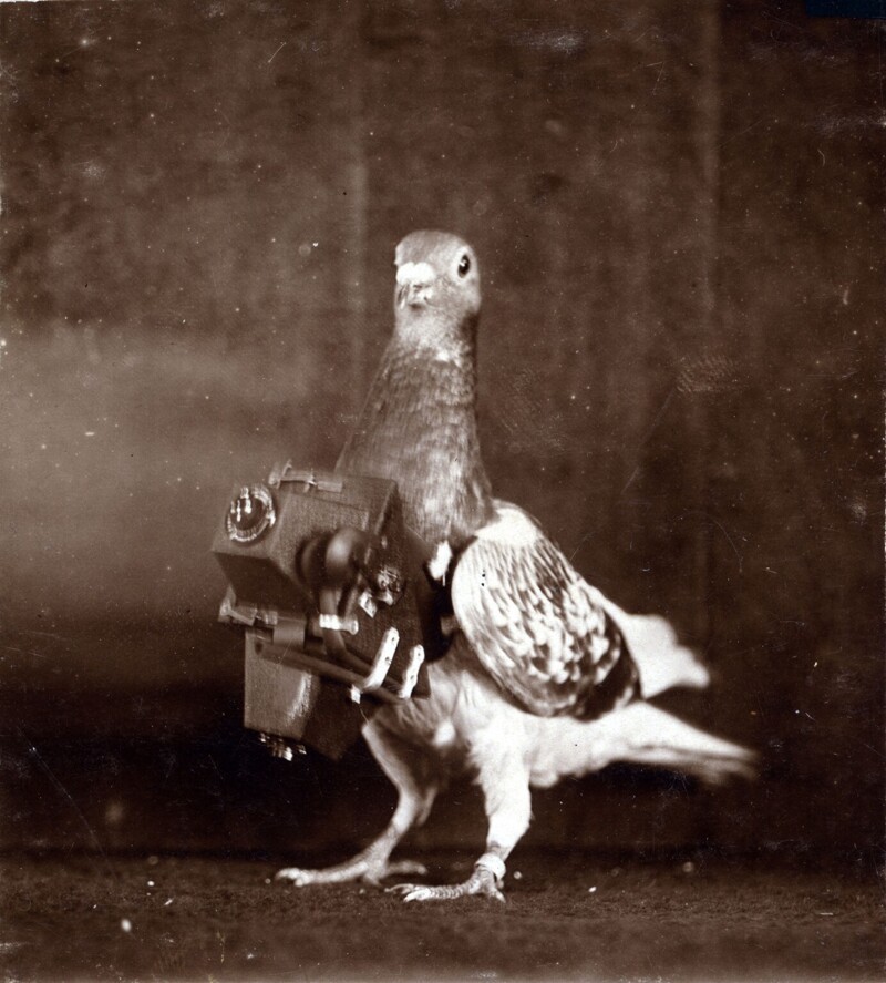 В 1900-х годах немец Юлиус Густав Нойброннер создал миниатюрную камеру, которую можно было привязать к груди голубя, чтобы птица делала фото местности во время полёта