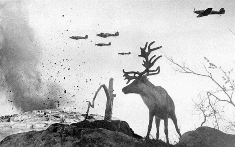 Олень под обстрелом вражеских самолетов, Россия, 1941 год