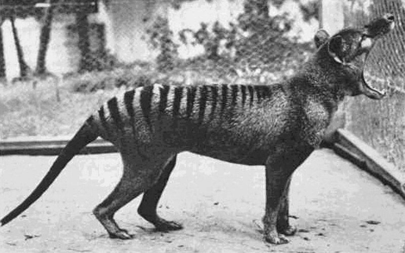 Последний в мире тасманийский (сумчатый) волк, 1936 год