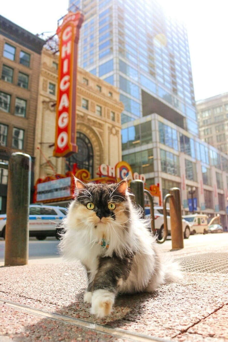 Кошка-путешественница колесит по городам вместе с хозяевами