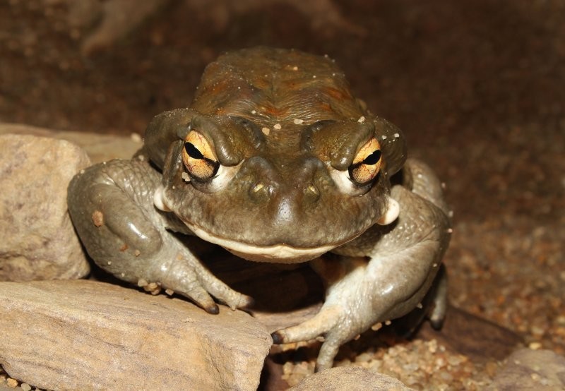 Хватит лизать жаб! В США просят перестать облизывать больших колорадских амфибий