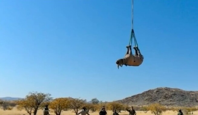 Для чего в Африке подвешивают носорогов за ноги и катают на вертолете