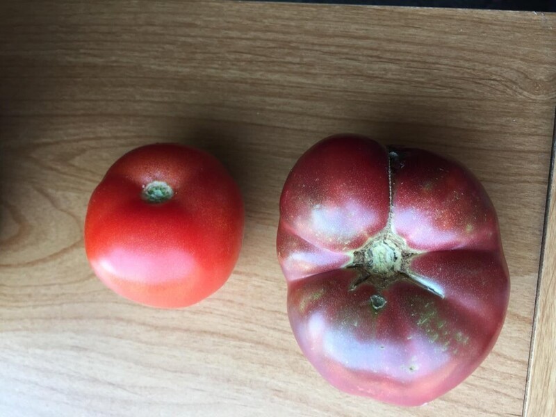 Современный помидор и помидор, выращенный из семян 150-летней давности