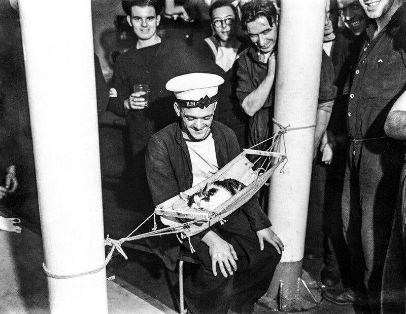 Моряки крейсера HMS Hermione собрались вокруг корабельного кота «Конвой». Средиземное море, 1941 год
