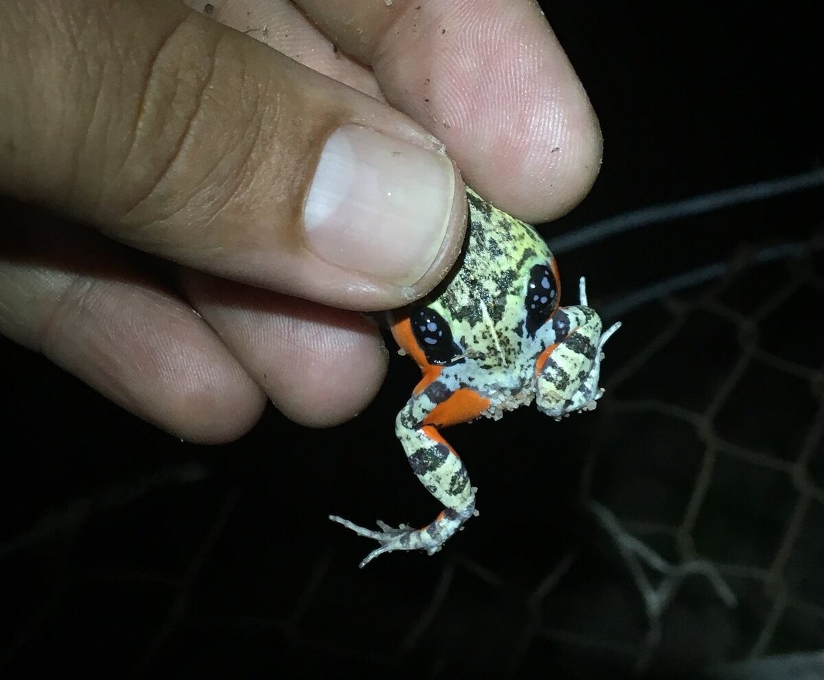 Колумбийская четырёхглазая лягушка