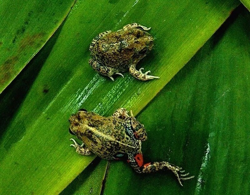 Колумбийская четырёхглазая лягушка: Ловушка с двойным дном. Хищники принимают пятна за глаза, но на деле это ядовитые железы!