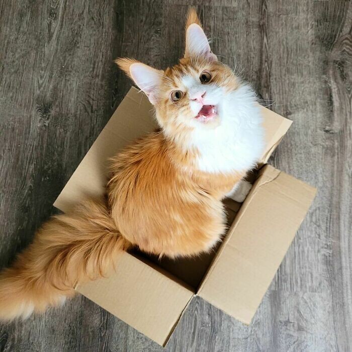Любовь к коробкам - это у всех котов