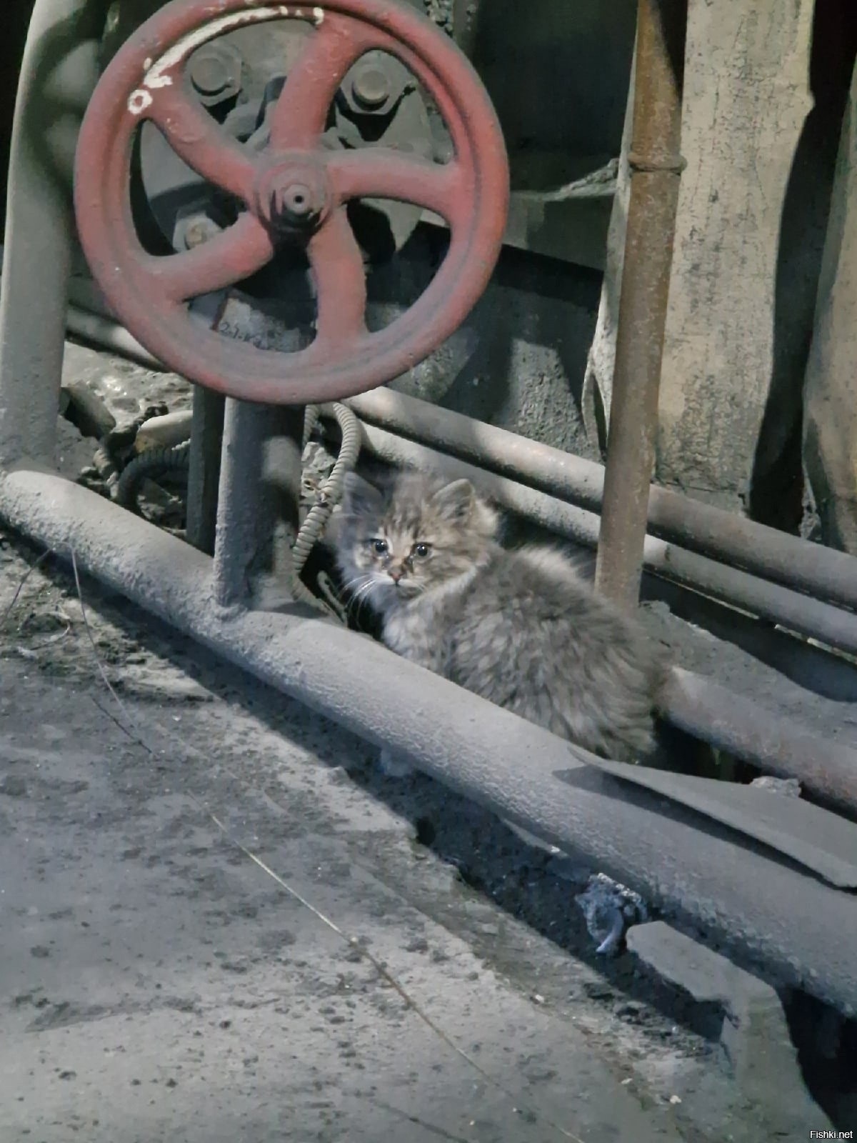 Грустный кот на заводе