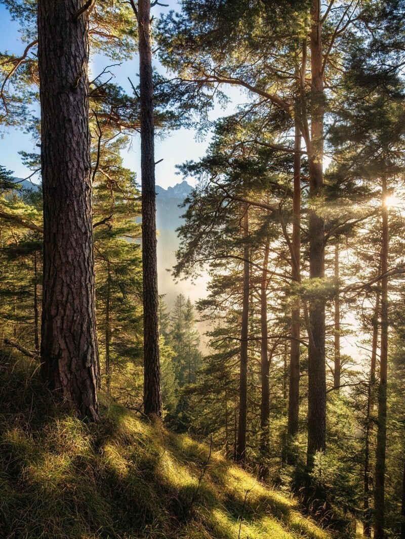 Хвойный воздух. Сосновый лес солнце. Красивое фото Сибирского леса. Я лес люблю Сосновый лес чтоб сосны. Тайга красивые фото.